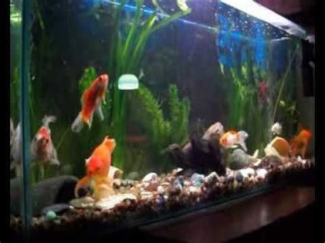Mi acuario de peces de agua fria!!!   YouTube