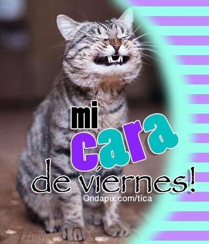 Mi cara de #viernes #gatos #tarjetitas #humor | Imágenes ...