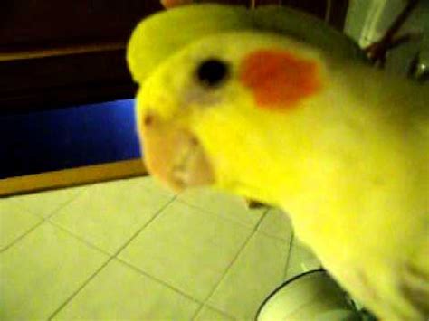 mi ninfa puky canta y habla  cockatiel, ninfa, car   YouTube