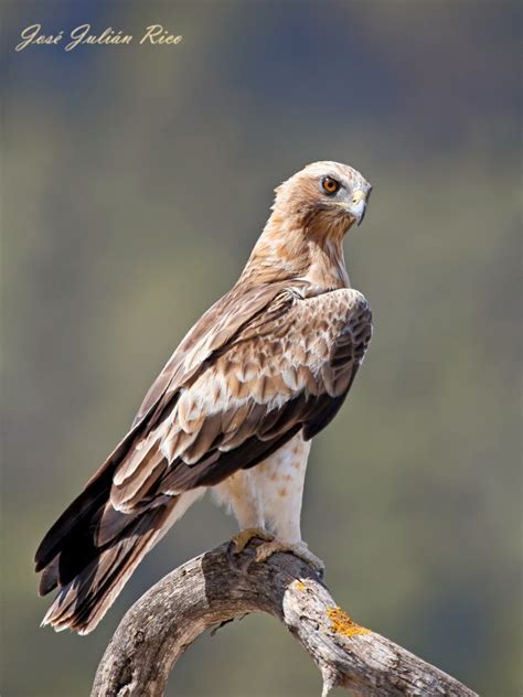Mi pasión en imágenes: Aguila calzada
