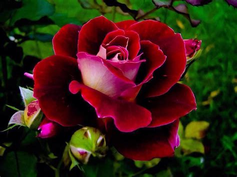 Mi pasión las palabras...: Rosa roja.