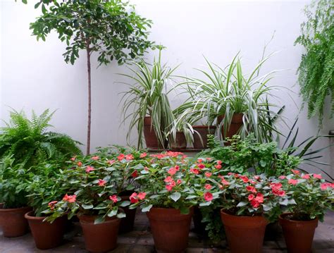 mi patio de sombras | Jardines, Macetas, Plantas de interior