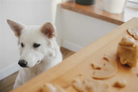 ¿Mi perro puede comer galletas navideñas?   NUPEC