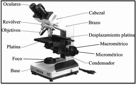 mi proyecto de biologia   Historia del Microscopio