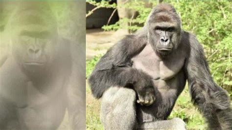 Miami Zoo: Cincinnati Zoo made the  correct decision ...