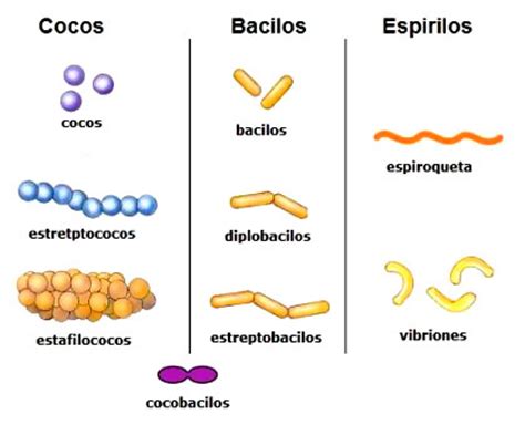 Microbiología: Clasificación de las bacterias