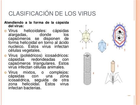 microenfermeria: virus