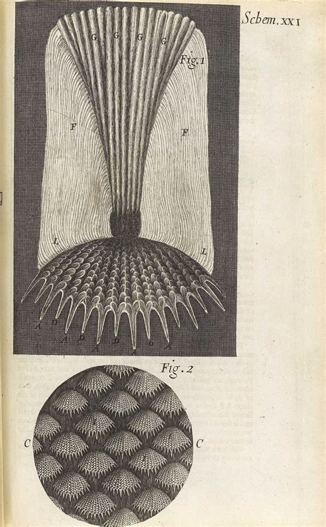 Micrographia: or Some Physiological Descriptions of Minute ...