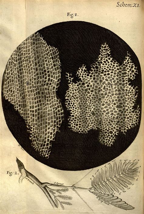 Micrographia | work by Hooke | Britannica