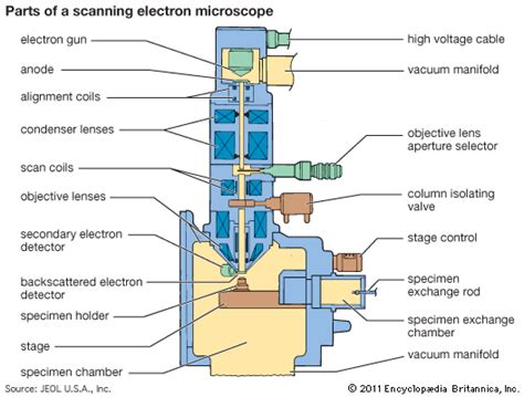 microscope: scanning electron microscope   Students ...