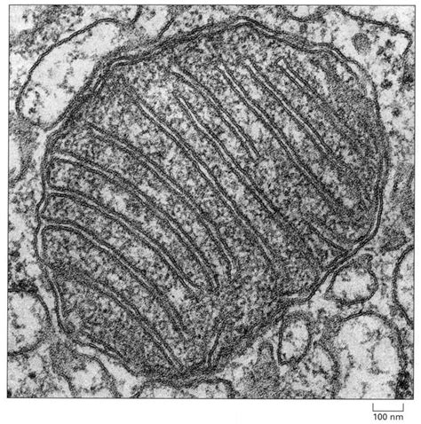 Microscopia Electrónica | Mitocondria | Pinterest | Ciencia