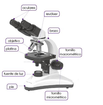Microscopía óptica   Tu Tarea Gratis