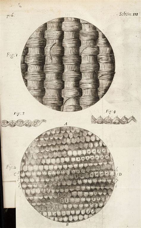 MICROSCOPIC   1665   Robert Hooke, Micrographia: or Some ...