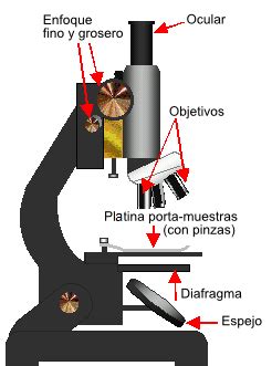 Microscopio compuesto   Wikipedia, la enciclopedia libre