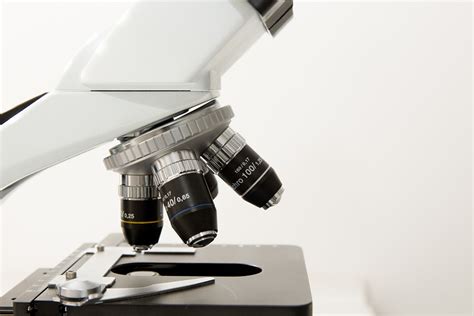 Microscopio online: aprende a usar un microscopio con este ...