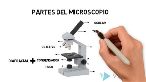 Microscopio óptico compuesto   YouTube
