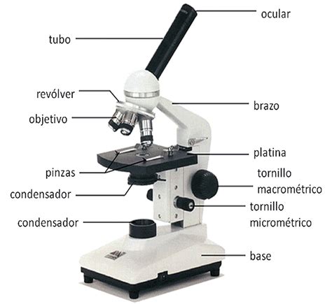 Microscopio óptico. Funcionamiento y definición.