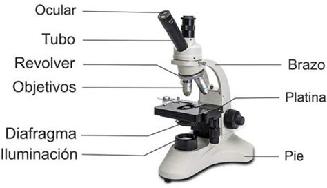 Microscopio óptico, partes, aumentos, funcionamiento y ...