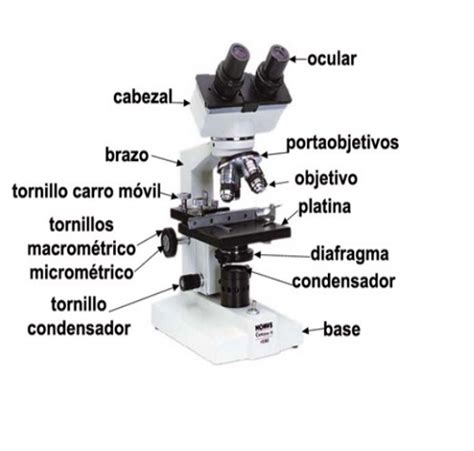 Microscopio óptico – Ámbito Científico Matemático PMAR3