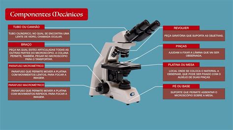 Microscópio   Partes do Microscópio Óptico   YouTube