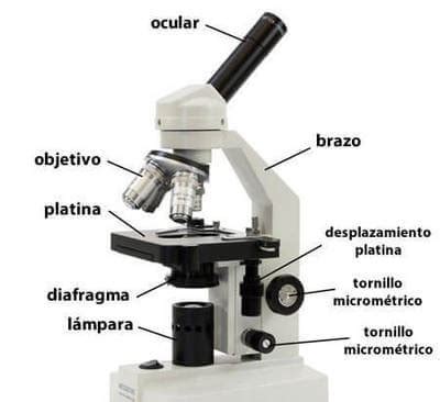 Microscopio – Que es, partes, tipos, historia, precio 4 ...