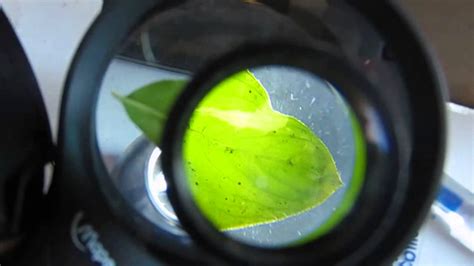 Microscopio simple rudimentario  para niños .   YouTube