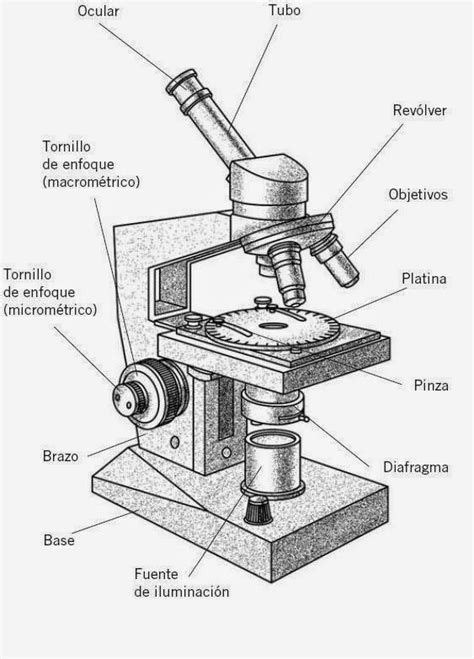 Microscopios para dibujar   Imagui | Microscopio dibujo ...