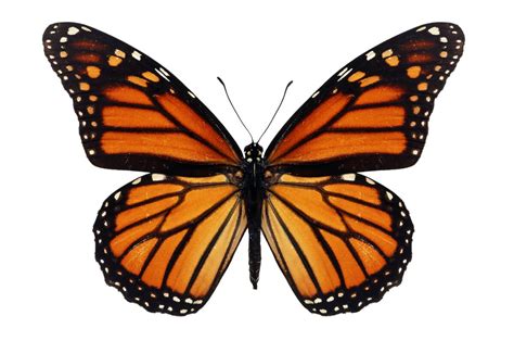 Migración de las mariposas monarca   My Animals