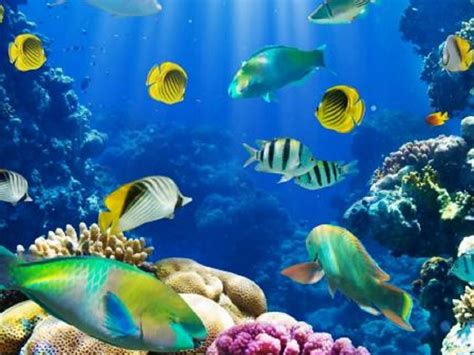Migran peces tropicales a aguas más profundas o lejanas en ...