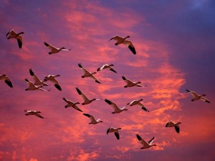 Migrando con plumas: Tipos de aves migratorias