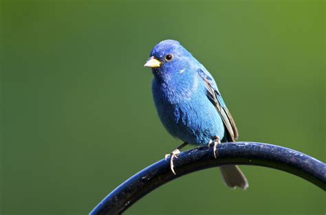 Migrating Birds Boycott North Carolina – Full Frontal – Medium