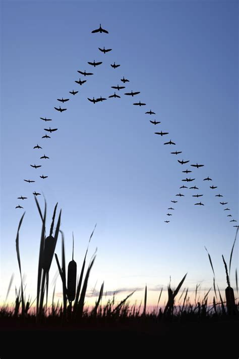 Migrating Canada geese You know why, when geese fly in V ...