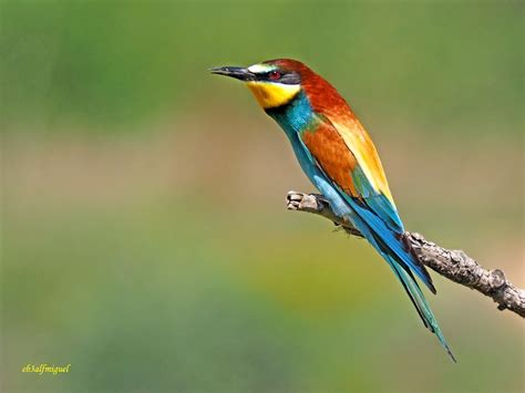 Miguel fotografia: Abejaruco europeo  Merops apiaster