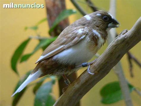 MIL ANUNCIOS.COM   Aves ornamentales