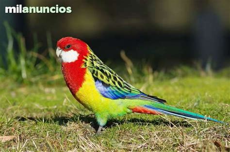 MIL ANUNCIOS.COM   Aves ornamentales