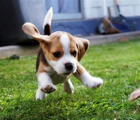MIL ANUNCIOS.COM   Cachorros beagle con pedigri
