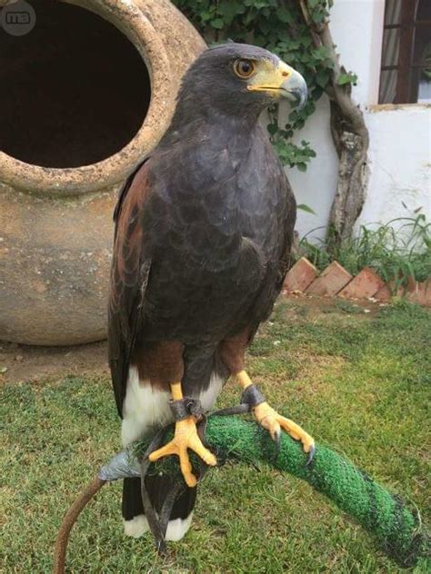 MIL ANUNCIOS.COM   Centro de Cría de aves rapaces