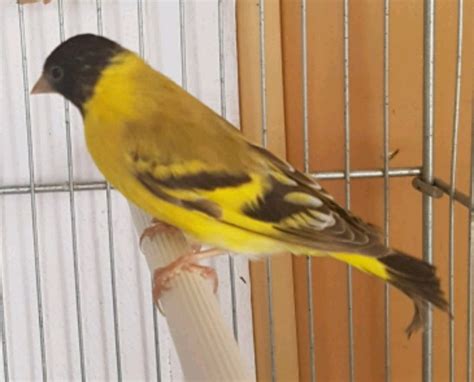 MIL ANUNCIOS.COM   Oferta Pájaros exóticos en Madrid