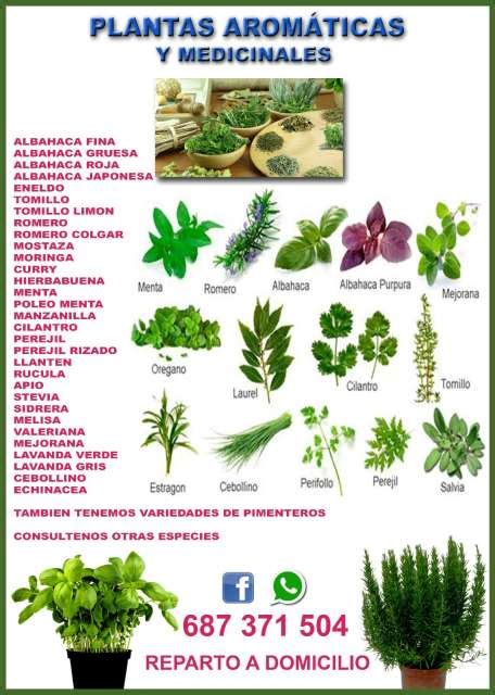 MIL ANUNCIOS.COM   Plantas medicinales y aromaticas