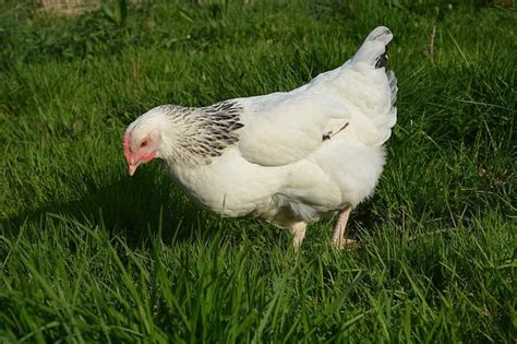 MIL ANUNCIOS.COM   Vendo gallinas ponedoras raza Sussex