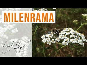 Milenrama Achillea millefolium