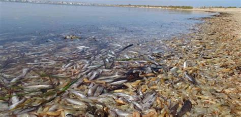 Miles de animales aparecen muertos en el Mar Menor en la ...