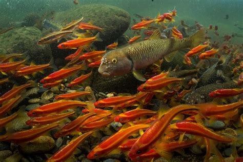 Miles de especies de peces de agua dulce en peligro de ...
