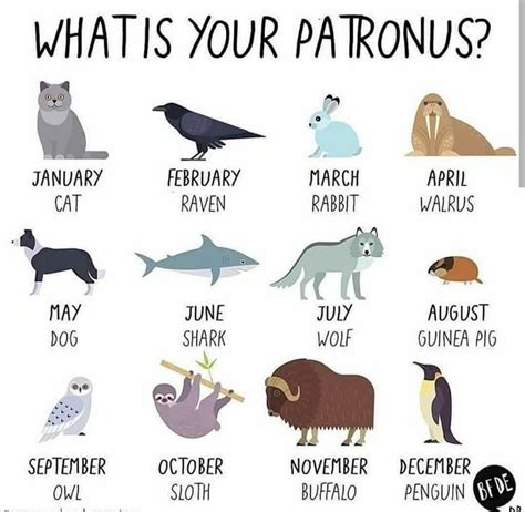 Mine is really a nebelung cat but I love bunnies too | Zodiac signs ...