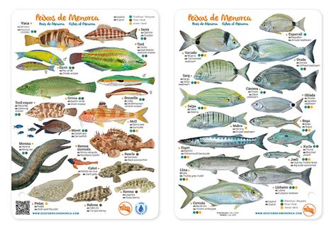 Mini guía de peces de Menorca | Descobreix Menorca