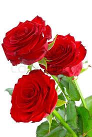 Mira Estas Nuevas Rosas Hermosas Rojas Para Enamorados   IMÁGENES DE ...