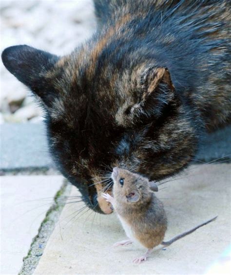 Mira lo que hace este gato con los ratones....   Imágenes   Taringa!