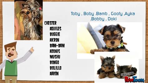 Mira nombres para perros yorkshire Macho o Hembra   video Dailymotion