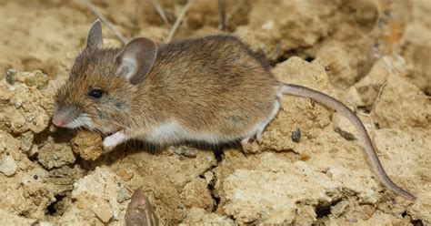 Miradas Cantábricas: Ratón de campo  Apodemus sylvaticus