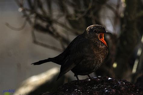 Mirlo Común | Black bird, Birds, Photo
